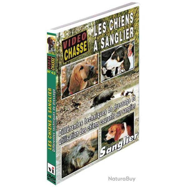Les chiens a sanglier - Chasse du grand gibier - Vid�o Chasse