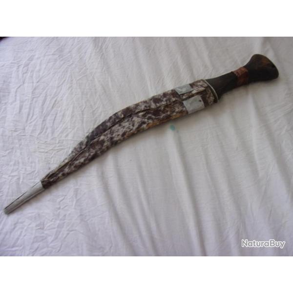 koummya origine Djibouti  45 cm