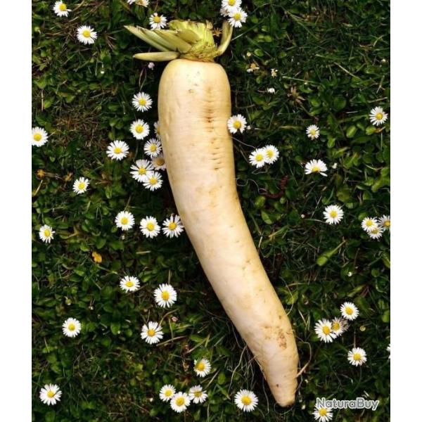 Lot de 500 Graines de Navet de Croissy - Vari�t� Savoureuse au C?ur Tendre et Sucr�