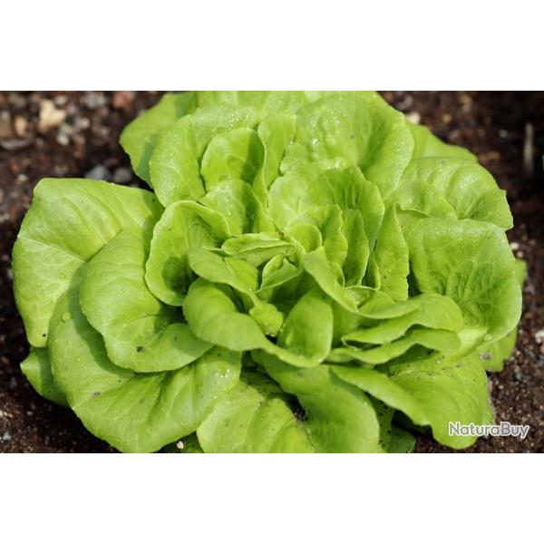 Lot de 500 Graines de Laitue Merveille d'Hiver - Vari�t� Volumineuse et Parfum�e - Facile � Cultiv�e