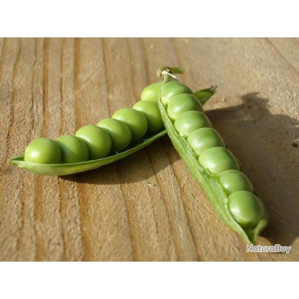 Lot de 50 Graines de Pois Potager Roi des Conserves - Cosses 9 � 10 pois - Excellente Qualit�