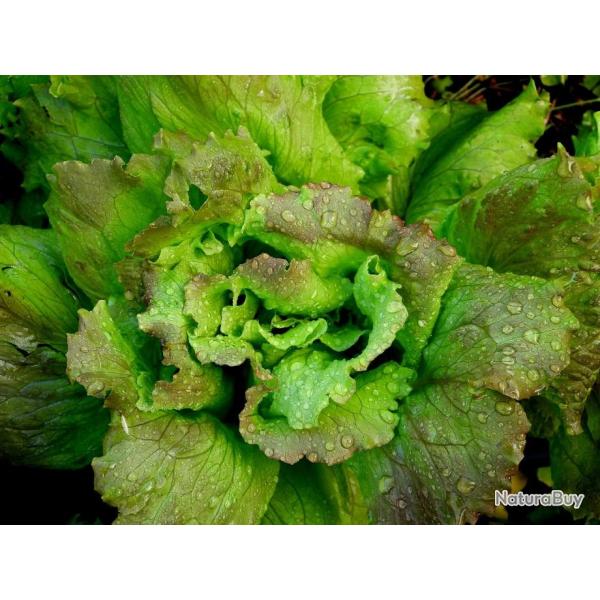 Lot de 500 Graines de Laitue Brune d'Hiver - Vari�t� Ancienne et Rustique - Riche en Nutriments