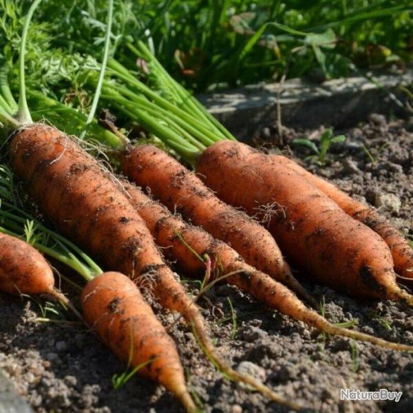 Lot de 500 Graines de Carottes Amsterdam 2 - Graines Potagres de Qualit - Semences Potagres