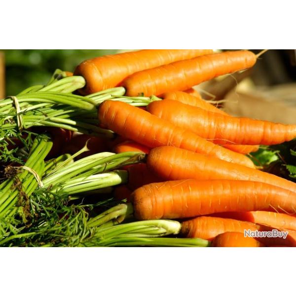 Lot de 500 Graines de Carottes Tip Top - Grande Qualit� Gustative - Tr�s Bonne Conservation