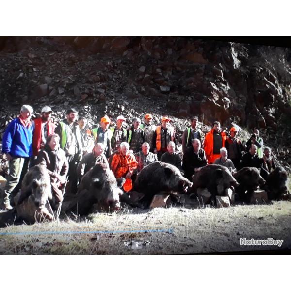 battue de sangliers en turquie