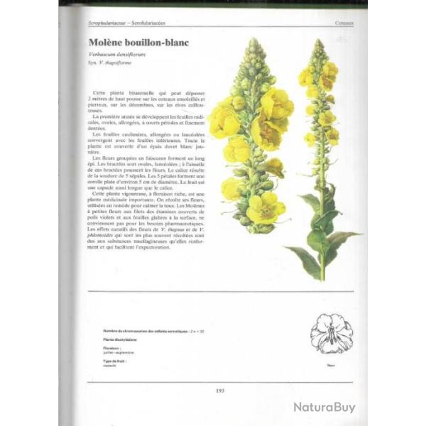 plantes sauvages de eliska tomanova