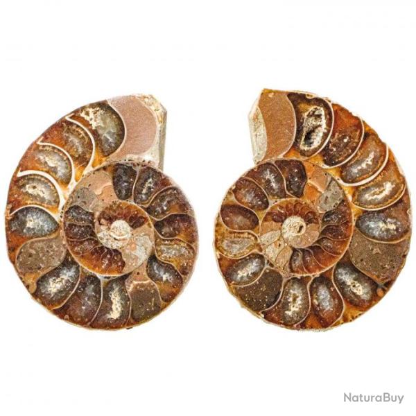 Petite ammonite fossile sci�e - La paire 1 � 2 cm
