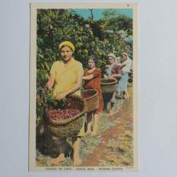 CPA Costa Rica Cogida de café Picking coffee