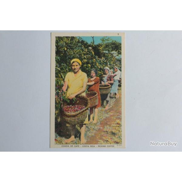 CPA Costa Rica Cogida de caf� Picking coffee