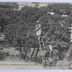 CPA Alpes-Maritimes Grasse Cueillette de la fleur d'Oranger