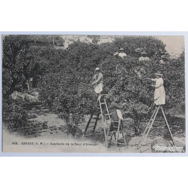 CPA Alpes-Maritimes Grasse Cueillette de la fleur d'Oranger