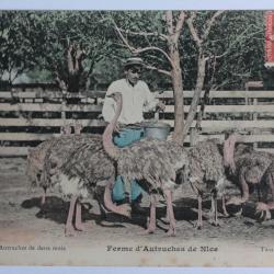 CPA Alpes-Maritimes Ferme d'Autruches Nice Petites autruches deux mois