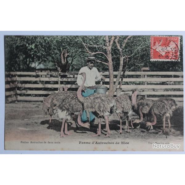 CPA Alpes-Maritimes Ferme d'Autruches Nice Petites autruches deux mois