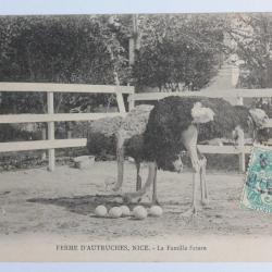 CPA Alpes-Maritimes Ferme d'Autruches Nice La Famille future