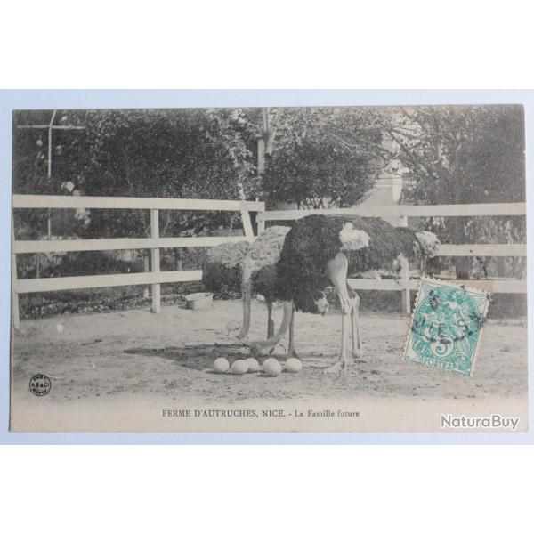 CPA Alpes-Maritimes Ferme d'Autruches Nice La Famille future