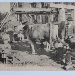 CPA En Morvan Un ferrage de vaches