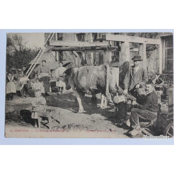 CPA En Morvan Un ferrage de vaches