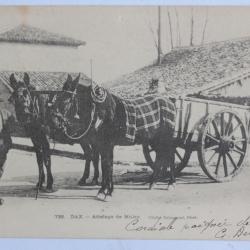 CPA Landes Dax Attelage de Mules