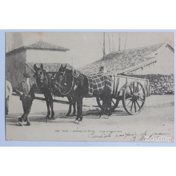 CPA Landes Dax Attelage de Mules