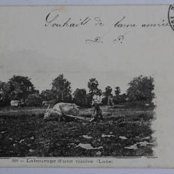 CPA Indochine Labourage d'une rizi&egrave;re Laos