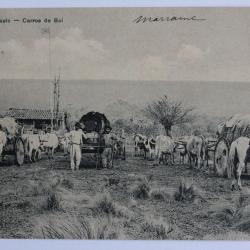 CPA Br&eacute;sil Sao Paulo Carros de Boi Charrettes &agrave; boeufs Attelage