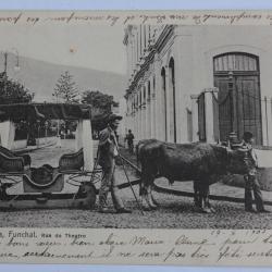 CPA Portugal Madeira Funchal Rua do Theatro Attelage de boeufs