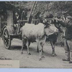 CPA Pyrénées-Atlantiques Au Pays Basque Attelage basque Boeufs