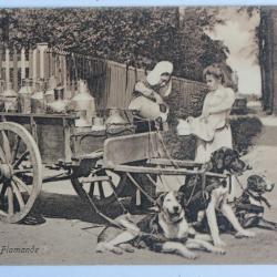 CPA Belgique Laitière Flamande Attelage de chiens