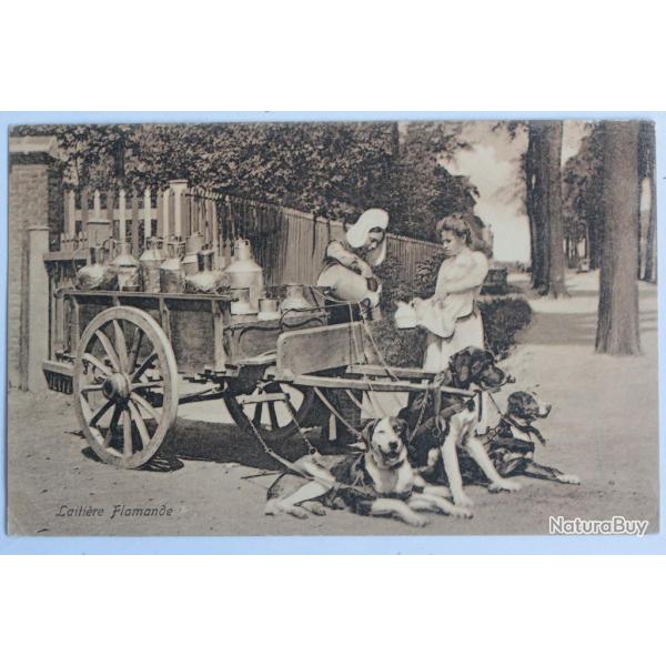 CPA Belgique Laiti�re Flamande Attelage de chiens