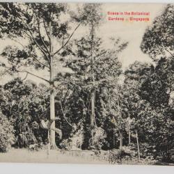 CPA Singapour Singapore Scene in the Botanical Gardens