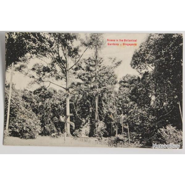 CPA Singapour Singapore Scene in the Botanical Gardens