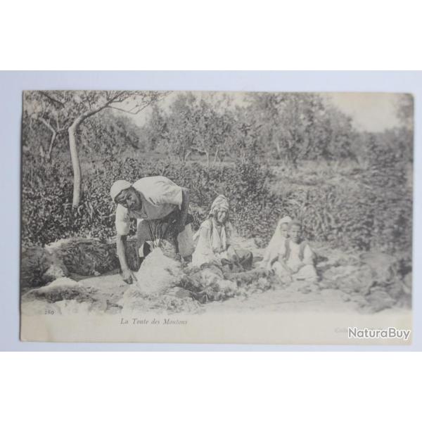 Carte postale ancienne La tonte des moutons Alg�rie