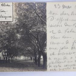 Carte photo Blida Les Glacières Allée des Châtaigniers Algérie