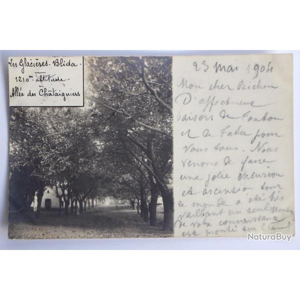 Carte photo Blida Les Glaci�res All�e des Ch�taigniers Alg�rie