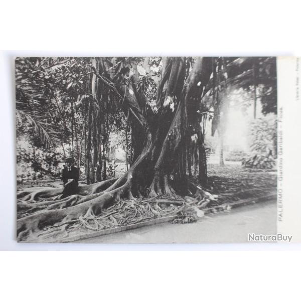 Carte postale ancienne Italie Palermo Giardino Garibaldi Ficus Palerme