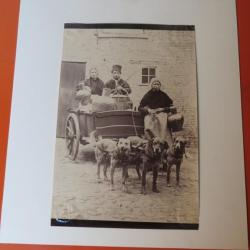 Photo Voiture à chiens Laitières flamandes Belgique