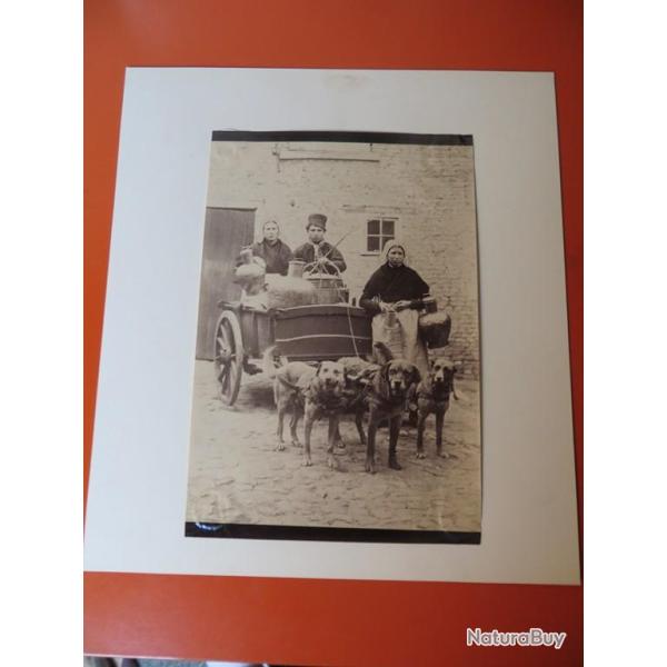 Photo Voiture � chiens Laiti�res flamandes Belgique