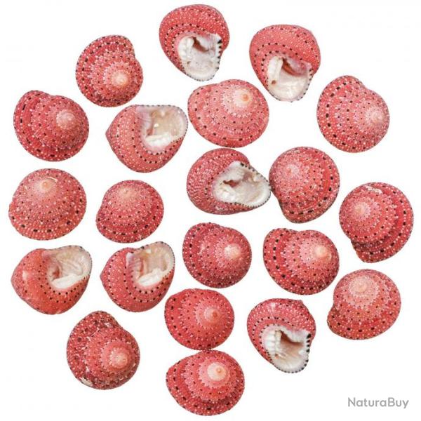 Coquillages trochus fraise - 1.5 � 2 cm - Lot de 5