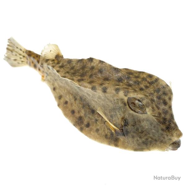 Poisson coffre naturalis 11  13 cm