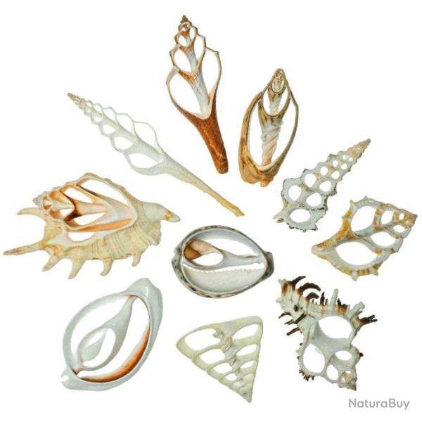 Assortiment vari� de coeurs de coquillages d�coup�s - 5 � 10 cm - Lot de 5