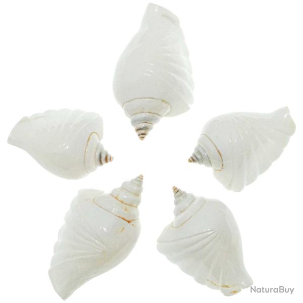 Coquillages strombus canarium taill� poli - 5 � 7 cm - Lot de 2