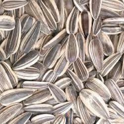 GROS TOURNESOL 12.5KGS