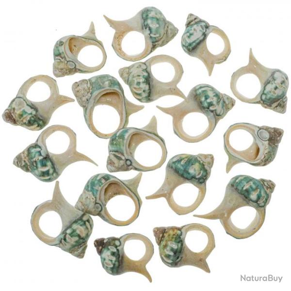 Coquillages turbo vert d�coup�s - 3.5 � 4 cm - Lot de 5