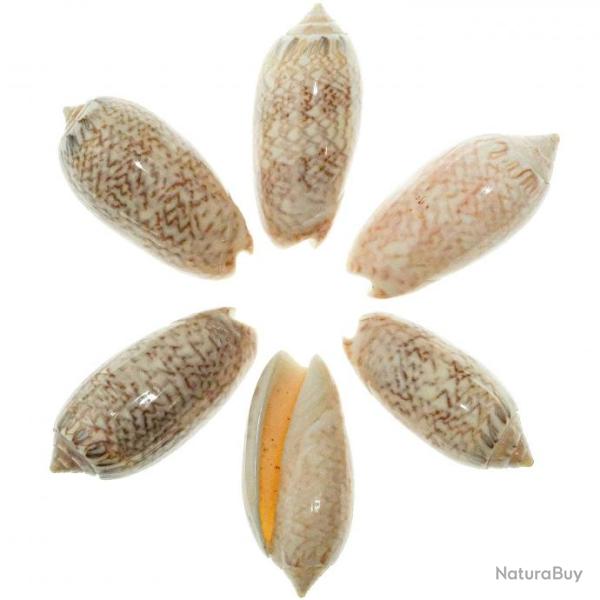 Coquillage oliva reticularis - 3 � 5 cm - Lot de 3