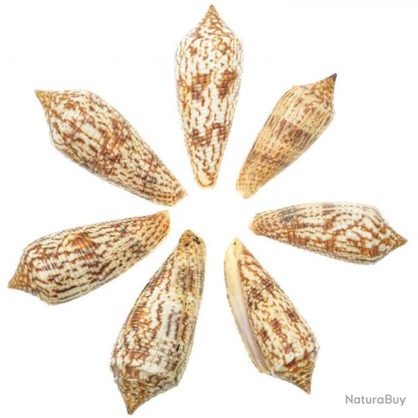 Coquillages conus australis - 5 � 7 cm - Lot de 2