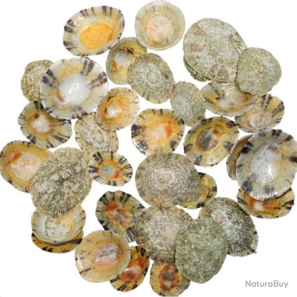Coquillages patelles � rayon - 100 grammes