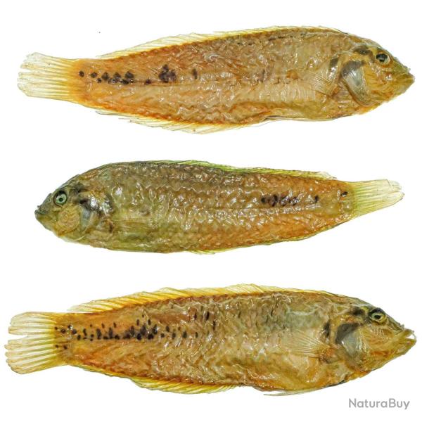 Poisson tropical tte noire naturalis - 12  14 cm - A l'unit