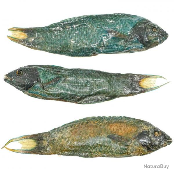 Poisson tropical verdtre naturalis - 10  15 cm - Lot de 2