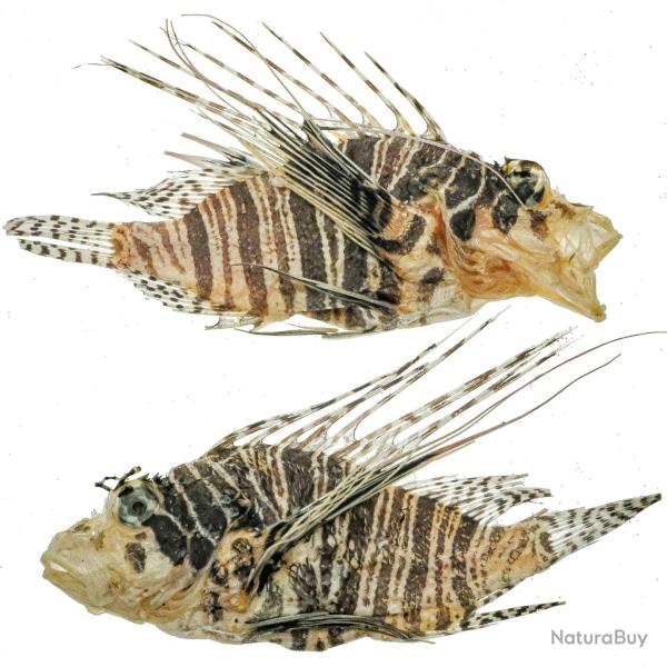 Poisson lion naturalis� - 8 � 10 cm - A l'unit�