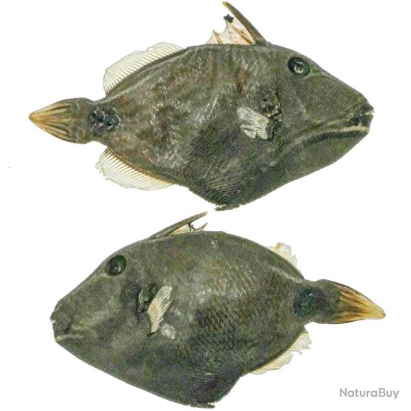 Poisson baliste naturalis - 8  10 cm - A l'unit